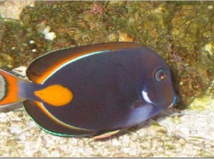 saltwater fish - acanthurus achilles - achilles tang stocking in 54 gallons tank - Achillies tang saltwater fish - acanthurus achilles - achilles tang stocking in 54 gallons tank - Achillies tang