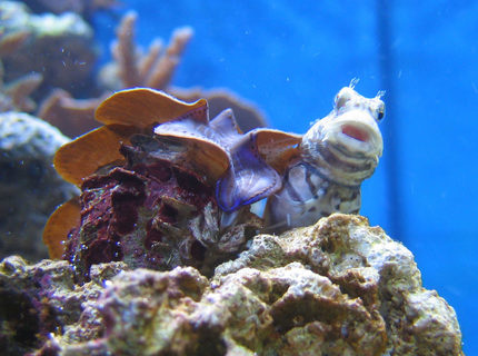 saltwater fish - salarias fasciatus - sailfin/algae blenny stocking in 100 gallons tank - Salarias Fasciatus saltwater fish - salarias fasciatus - sailfin/algae blenny stocking in 100 gallons tank - Salarias Fasciatus