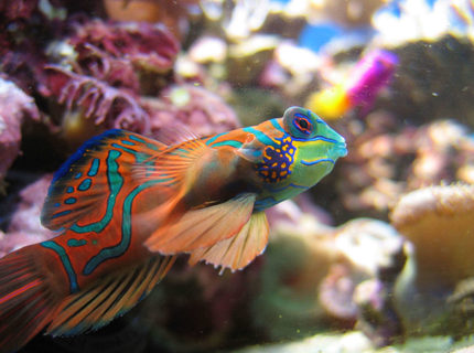saltwater fish - synchiropus splendidus - green mandarin stocking in 100 gallons tank - Synchiropus Splendidus saltwater fish - synchiropus splendidus - green mandarin stocking in 100 gallons tank - Synchiropus Splendidus