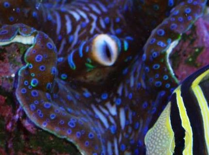 saltwater fish - zebrasoma veliferum - sailfin tang stocking in 65 gallons tank - Sailfin Tang saltwater fish - zebrasoma veliferum - sailfin tang stocking in 65 gallons tank - Sailfin Tang