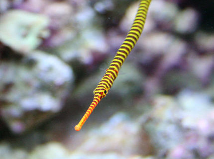 saltwater fish - doriorhamphus dactyliophorus - banded pipefish stocking in 210 gallons tank - My Many Banded Pipe Fish saltwater fish - doriorhamphus dactyliophorus - banded pipefish stocking in 210 gallons tank - My Many Banded Pipe Fish