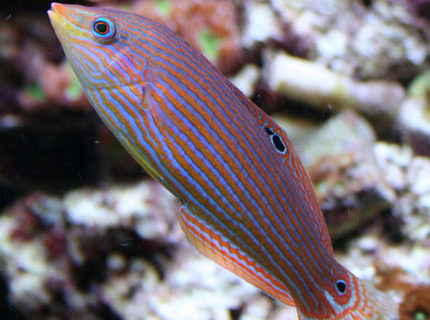 saltwater fish - pseudocheilinus hexataenia - six line wrasse stocking in 210 gallons tank - Mel Wrasse saltwater fish - pseudocheilinus hexataenia - six line wrasse stocking in 210 gallons tank - Mel Wrasse