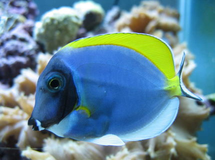 saltwater fish - acanthurus leucosternon - powder blue tang stocking in 160 gallons tank - Powder Blue Tang saltwater fish - acanthurus leucosternon - powder blue tang stocking in 160 gallons tank - Powder Blue Tang