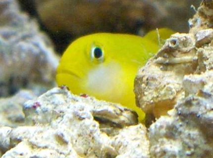 saltwater fish - gobiodon okinawae - clown goby, yellow stocking in 14 gallons tank - yellow clown goby, R.I.P saltwater fish - gobiodon okinawae - clown goby, yellow stocking in 14 gallons tank - yellow clown goby, R.I.P