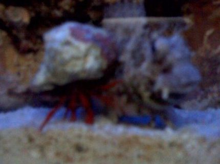saltwater fish - salarias fasciatus - sailfin/algae blenny stocking in 24 gallons tank - my hermit crab head butting my lawnmower blennie...the lawnmower blennie was in the way so the little crab lifted his shell and rammed it over and over but of course, the lawnmower still blocked the crabs path...it was an amazing fight... saltwater fish - salarias fasciatus - sailfin/algae blenny stocking in 24 gallons tank - my hermit crab head butting my lawnmower blennie...the lawnmower blennie was in the way so the little crab lifted his shell and rammed it over and over but of course, the lawnmower still blocked the crabs path...it was an amazing fight...