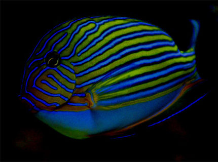 Rated #5: Saltwater Fish - Acanthurus Lineatus - Clown Tang Stocking In 125 Gallons Tank - My favorite picture of my clown tang
It is at night under a blue moon light Rated #5: Saltwater Fish - Acanthurus Lineatus - Clown Tang Stocking In 125 Gallons Tank - My favorite picture of my clown tang
It is at night under a blue moon light