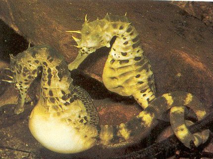 Rated #3: Saltwater Fish - Hippocampus Reidi - Brazilian Reidi Seahorse Stocking In 100 Gallons Tank - My babies Rated #3: Saltwater Fish - Hippocampus Reidi - Brazilian Reidi Seahorse Stocking In 100 Gallons Tank - My babies