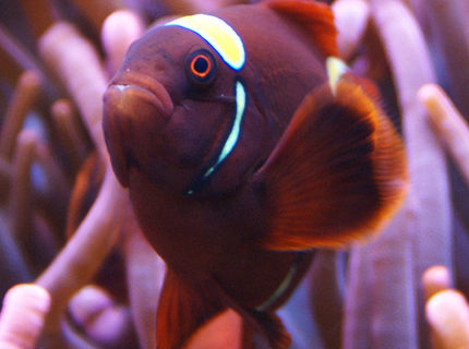 Rated #1: Saltwater Fish - Premnas Biaculeatus - Yellowstripe Maroon Clownfish Stocking In 65 Gallons Tank - Gold Stripe Maroon Rated #1: Saltwater Fish - Premnas Biaculeatus - Yellowstripe Maroon Clownfish Stocking In 65 Gallons Tank - Gold Stripe Maroon