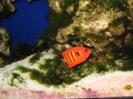 saltwater fish - centropyge loriculus - flame angelfish stocking in 75 gallons tank - Flame Angle saltwater fish - centropyge loriculus - flame angelfish stocking in 75 gallons tank - Flame Angle