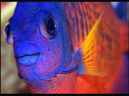 saltwater fish - centropyge bispinosa - coral beauty angelfish stocking in 35 gallons tank - Coral Beauty saltwater fish - centropyge bispinosa - coral beauty angelfish stocking in 35 gallons tank - Coral Beauty