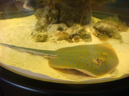saltwater fish - taeniura lymma - blue dot stingray stocking in 500 gallons tank - Blue spot sting ray approx. 36 inches long saltwater fish - taeniura lymma - blue dot stingray stocking in 500 gallons tank - Blue spot sting ray approx. 36 inches long