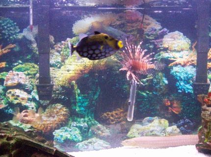 saltwater fish - pterois volitans - volitan lionfish stocking in 90 gallons tank - clown trigger+ lion fish saltwater fish - pterois volitans - volitan lionfish stocking in 90 gallons tank - clown trigger+ lion fish