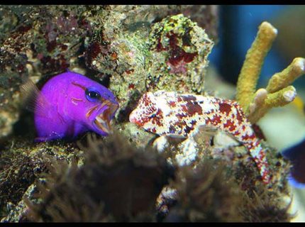 saltwater fish - gramma loreto - royal gramma basslet stocking in 35 gallons tank - Royal Grammar defending his cave from Scooter Blenny saltwater fish - gramma loreto - royal gramma basslet stocking in 35 gallons tank - Royal Grammar defending his cave from Scooter Blenny