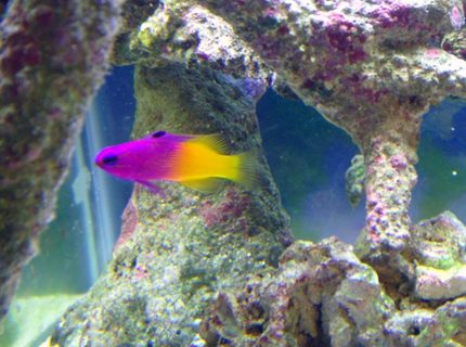 saltwater fish - gramma loreto - royal gramma basslet stocking in 40 gallons tank - Jenny the Royal Gramma saltwater fish - gramma loreto - royal gramma basslet stocking in 40 gallons tank - Jenny the Royal Gramma