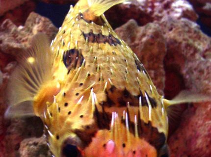 saltwater fish - diodon holocanthus - porcupine puffer stocking in 55 gallons tank - My Porcupine Puffer saltwater fish - diodon holocanthus - porcupine puffer stocking in 55 gallons tank - My Porcupine Puffer