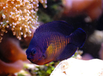 saltwater fish - centropyge bispinosa - coral beauty angelfish stocking in 125 gallons tank - Coral Beauty Angel in 125 reef saltwater fish - centropyge bispinosa - coral beauty angelfish stocking in 125 gallons tank - Coral Beauty Angel in 125 reef