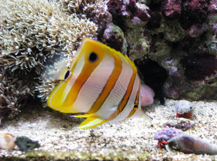 saltwater fish - chelmon rostratus - copperband butterflyfish stocking in 75 gallons tank - Copperband butterfly saltwater fish - chelmon rostratus - copperband butterflyfish stocking in 75 gallons tank - Copperband butterfly