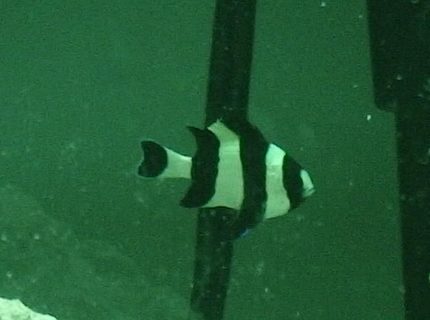 saltwater fish - dascyllus melanurus - four stripe damselfish stocking in 10 gallons tank - This is my 4 stripe damselfish named Jail Bird. This fish is about 3/4 of an inch. saltwater fish - dascyllus melanurus - four stripe damselfish stocking in 10 gallons tank - This is my 4 stripe damselfish named Jail Bird. This fish is about 3/4 of an inch.