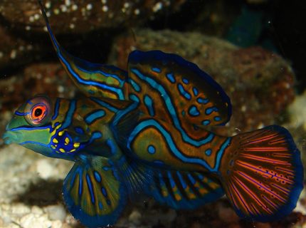 Rated #4: Saltwater Fish - Pterosynchiropus Splendidus Var. - Red Mandarin Stocking In 29 Gallons Tank - My dude! Rated #4: Saltwater Fish - Pterosynchiropus Splendidus Var. - Red Mandarin Stocking In 29 Gallons Tank - My dude!