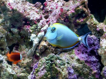 saltwater fish - naso elegans - naso blonde tang stocking in 55 gallons tank - MY NASO BLONDE TANG AND TOMATO CLOWN FISH saltwater fish - naso elegans - naso blonde tang stocking in 55 gallons tank - MY NASO BLONDE TANG AND TOMATO CLOWN FISH