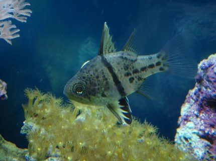 saltwater fish - sphaeramia orbicularis - orbicular cardinal stocking in 37 gallons tank - Archibald the Orbicular cardinal saltwater fish - sphaeramia orbicularis - orbicular cardinal stocking in 37 gallons tank - Archibald the Orbicular cardinal