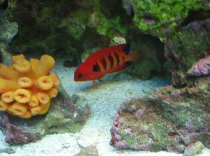 saltwater fish - centropyge loriculus - flame angelfish stocking in 37 gallons tank - Flame saltwater fish - centropyge loriculus - flame angelfish stocking in 37 gallons tank - Flame