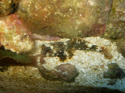 saltwater fish - synchiropus ocellatus - scooter blenny stocking in 72 gallons tank - Scooter dragonet saltwater fish - synchiropus ocellatus - scooter blenny stocking in 72 gallons tank - Scooter dragonet