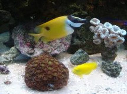 saltwater fish - siganus unimaculatus - one spot foxface stocking in 46 gallons tank - Fox face, angel and corals saltwater fish - siganus unimaculatus - one spot foxface stocking in 46 gallons tank - Fox face, angel and corals