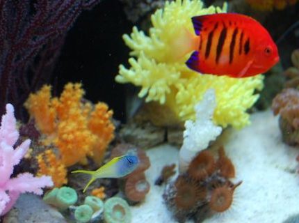 saltwater fish - centropyge loriculus - flame angelfish stocking in 60 gallons tank - Scissortail goby, and our flame angel
(IF YOU DO NOT LIKE OUR PICTURES THEN YOU DO NOT HAVE TO LOOK AT THEM, BUT VOTING 0 IS VERY NEGATIVE ON YOUR PART) PLEASE JUST MOVE ON - THANKS!!!! saltwater fish - centropyge loriculus - flame angelfish stocking in 60 gallons tank - Scissortail goby, and our flame angel
(IF YOU DO NOT LIKE OUR PICTURES THEN YOU DO NOT HAVE TO LOOK AT THEM, BUT VOTING 0 IS VERY NEGATIVE ON YOUR PART) PLEASE JUST MOVE ON - THANKS!!!!