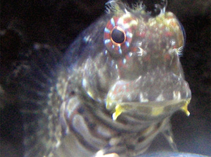 saltwater fish - salarias fasciatus - lawnmower blenny stocking in 67 gallons tank - Lawnmower Blenny saltwater fish - salarias fasciatus - lawnmower blenny stocking in 67 gallons tank - Lawnmower Blenny