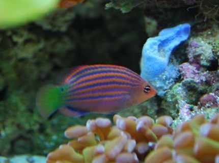 saltwater fish - pseudocheilinus hexataenia - six line wrasse stocking in 60 gallons tank - Six line wrasse saltwater fish - pseudocheilinus hexataenia - six line wrasse stocking in 60 gallons tank - Six line wrasse