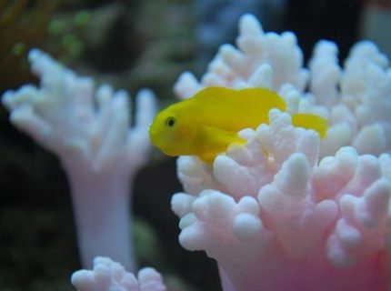 saltwater fish - gobiodon okinawae - clown goby, yellow stocking in 60 gallons tank - Yellow goby, named Mini cooper chilling
(IF YOU DO NOT LIKE OUR PICTURES THEN YOU DO NOT HAVE TO LOOK AT THEM, BUT VOTING 0 IS VERY NEGATIVE ON YOUR PART) PLEASE JUST MOVE ON - THANKS!!!! saltwater fish - gobiodon okinawae - clown goby, yellow stocking in 60 gallons tank - Yellow goby, named Mini cooper chilling
(IF YOU DO NOT LIKE OUR PICTURES THEN YOU DO NOT HAVE TO LOOK AT THEM, BUT VOTING 0 IS VERY NEGATIVE ON YOUR PART) PLEASE JUST MOVE ON - THANKS!!!!