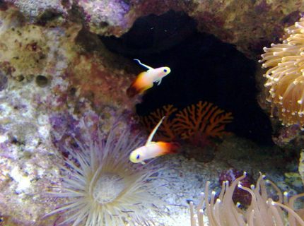saltwater fish - nemateleotris magnifica - firefish stocking in 55 gallons tank - flame tails saltwater fish - nemateleotris magnifica - firefish stocking in 55 gallons tank - flame tails