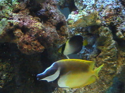 saltwater fish - siganus vulpinus - foxface lo stocking in 95 gallons tank - Foxface lo & Angle Fish saltwater fish - siganus vulpinus - foxface lo stocking in 95 gallons tank - Foxface lo & Angle Fish