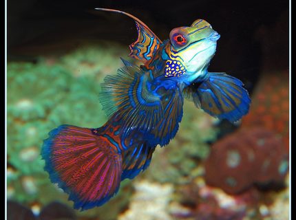 Rated #10: Saltwater Fish - Synchiropus Splendidus - Green Mandarin Stocking In 135 Gallons Tank - A pic of my Green mandarin fully exposed. Rated #10: Saltwater Fish - Synchiropus Splendidus - Green Mandarin Stocking In 135 Gallons Tank - A pic of my Green mandarin fully exposed.