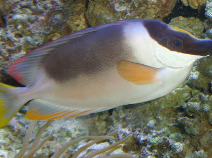 saltwater fish - siganus magnifica - magnificent foxface stocking in 144 gallons tank - Majestic Foxface saltwater fish - siganus magnifica - magnificent foxface stocking in 144 gallons tank - Majestic Foxface