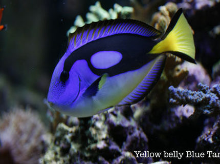 Rated #8: Saltwater Fish - Paracanthurus Hepatus Var. - Blue & Yellow Hippo Tang Stocking In 120 Gallons Tank - African yellow belly blue tang Rated #8: Saltwater Fish - Paracanthurus Hepatus Var. - Blue & Yellow Hippo Tang Stocking In 120 Gallons Tank - African yellow belly blue tang
