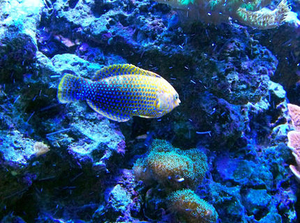 saltwater fish - macropharyngodon meleagris - leopard wrasse stocking in 75 gallons tank - Potter's Leopard Wrasse saltwater fish - macropharyngodon meleagris - leopard wrasse stocking in 75 gallons tank - Potter's Leopard Wrasse