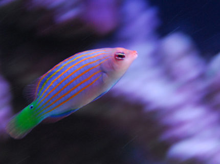 saltwater fish - pseudocheilinus hexataenia - six line wrasse stocking in 20 gallons tank - Six line wrasse. saltwater fish - pseudocheilinus hexataenia - six line wrasse stocking in 20 gallons tank - Six line wrasse.