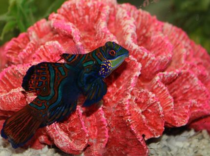 saltwater fish - synchiropus splendidus - green mandarin stocking in 75 gallons tank - Green Mandarin saltwater fish - synchiropus splendidus - green mandarin stocking in 75 gallons tank - Green Mandarin