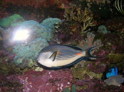 Rated #10: Saltwater Fish - Acanthurus Sohal - Sohal Tang Stocking In 120 Gallons Tank - Acanthurus sohal
7 yo Rated #10: Saltwater Fish - Acanthurus Sohal - Sohal Tang Stocking In 120 Gallons Tank - Acanthurus sohal
7 yo