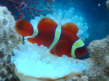 saltwater fish - premnas biaculeatus - yellowstripe maroon clownfish stocking in 8 gallons tank - Gold Striped Clown Fish nick named "Momo" saltwater fish - premnas biaculeatus - yellowstripe maroon clownfish stocking in 8 gallons tank - Gold Striped Clown Fish nick named "Momo"