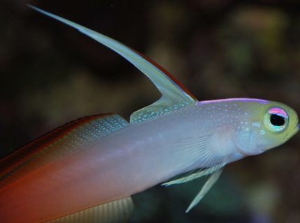 saltwater fish - nemateleotris magnifica - firefish stocking in 55 gallons tank - Firefish saltwater fish - nemateleotris magnifica - firefish stocking in 55 gallons tank - Firefish
