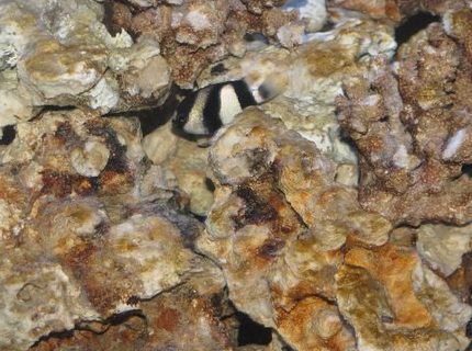 saltwater fish - dascyllus aruanus - three stripe damselfish stocking in 12 gallons tank - 3 Stripe Damsel saltwater fish - dascyllus aruanus - three stripe damselfish stocking in 12 gallons tank - 3 Stripe Damsel