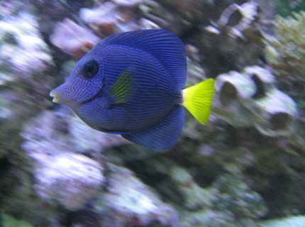 saltwater fish - zebrasoma xanthurum - purple tang stocking in 125 gallons tank - Purple Tang saltwater fish - zebrasoma xanthurum - purple tang stocking in 125 gallons tank - Purple Tang