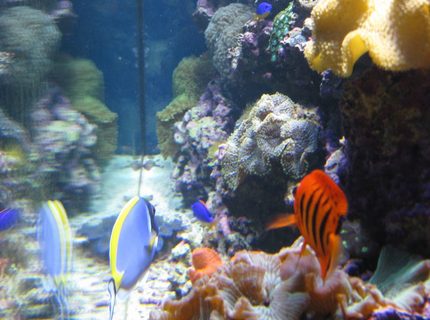 saltwater fish - centropyge loriculus - flame angelfish stocking in 120 gallons tank - Right Side of Tank - Side Reef display saltwater fish - centropyge loriculus - flame angelfish stocking in 120 gallons tank - Right Side of Tank - Side Reef display