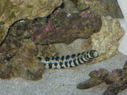 saltwater fish - echidna nebulosa - snowflake eel stocking in 75 gallons tank - Snowflake Eel saltwater fish - echidna nebulosa - snowflake eel stocking in 75 gallons tank - Snowflake Eel