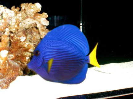saltwater fish - zebrasoma xanthurum - purple tang stocking in 50 gallons tank - Purple Tang saltwater fish - zebrasoma xanthurum - purple tang stocking in 50 gallons tank - Purple Tang