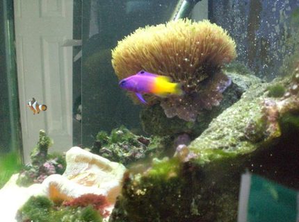saltwater fish - gramma loreto - royal gramma basslet stocking in 14 gallons tank - My Royal Gramma! He's so pretty, but sadly he has no name :( Any suggestions? saltwater fish - gramma loreto - royal gramma basslet stocking in 14 gallons tank - My Royal Gramma! He's so pretty, but sadly he has no name :( Any suggestions?
