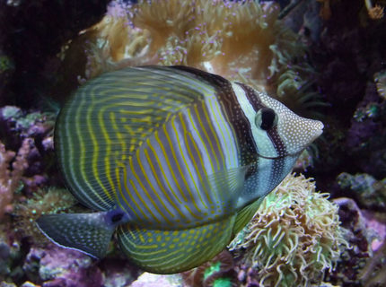 Rated #10: Saltwater Fish - Zebrasoma Desjardini - Sailfin Tang, Desjardini Stocking In 130 Gallons Tank - Nice Sailfin Tang :) Rated #10: Saltwater Fish - Zebrasoma Desjardini - Sailfin Tang, Desjardini Stocking In 130 Gallons Tank - Nice Sailfin Tang :)